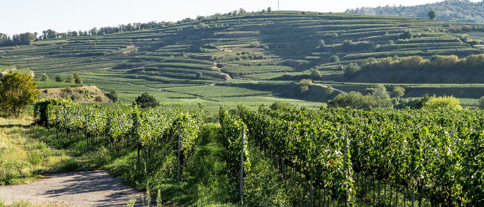 Badischer Winzerkeller und Getränke Hoffmann starten Kaiserstühler Weinbauprojekt für WinzerInnen