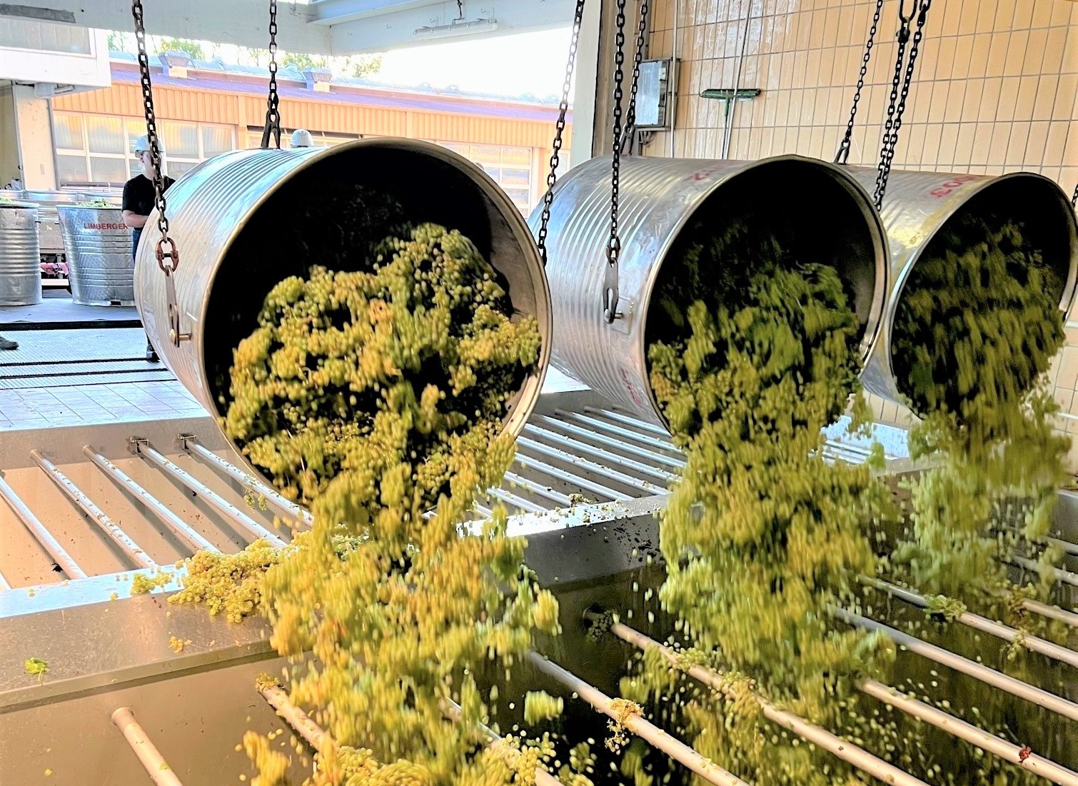 Badischer Winzerkeller mit sehr kompakter Traubenlese 2026 - Menge und Qualität zufriedenstellend