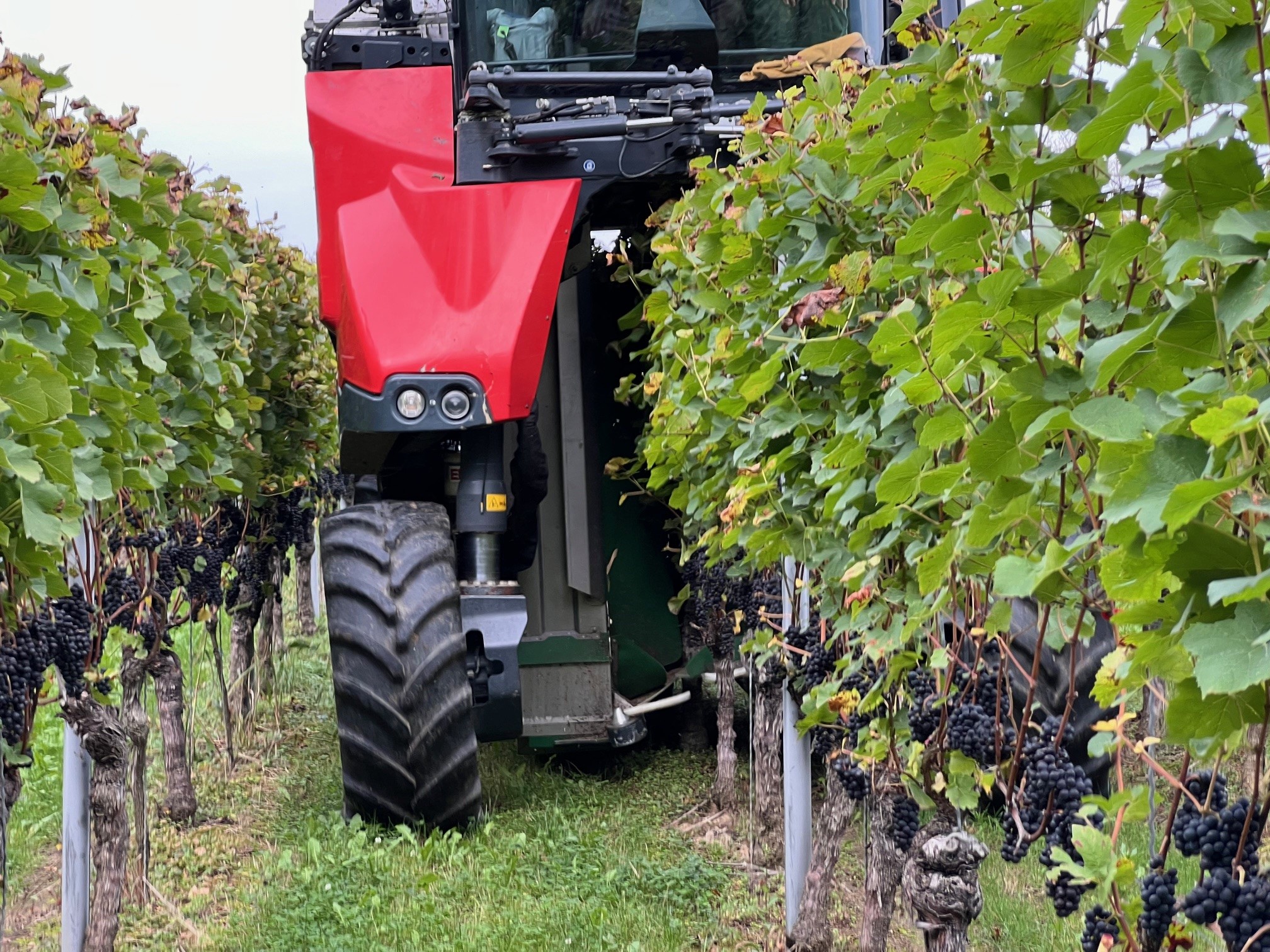 Badischer Winzerkeller mit Turbo-Weinlese 2025 - Geringe Menge und letztlich gute Qualität